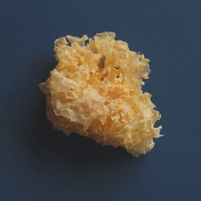 Glow_-_Tremella Glow_-_Tremella