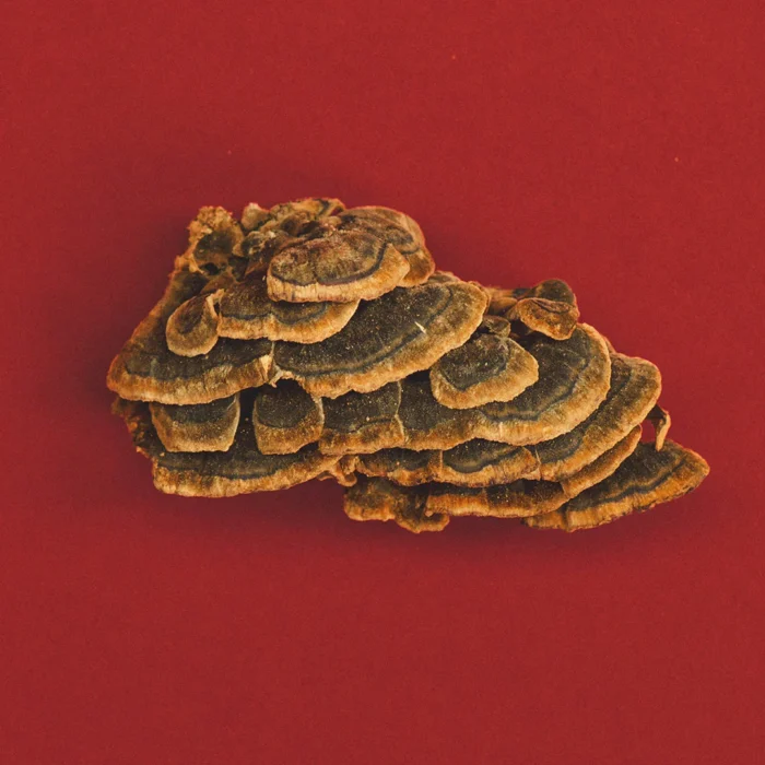 Gut_-_Turkey_Tail Gut_-_Turkey_Tail